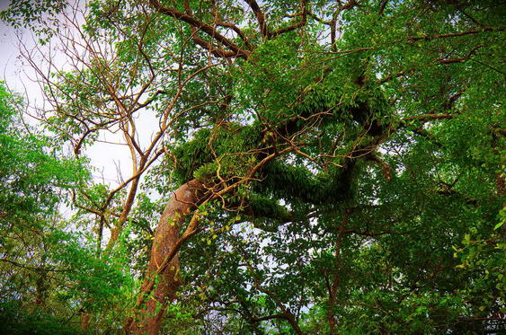 Explorando las cascadas de Mae Sa