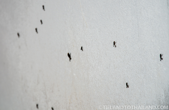 ¿Ranas en Tailandia? Esto es raro...