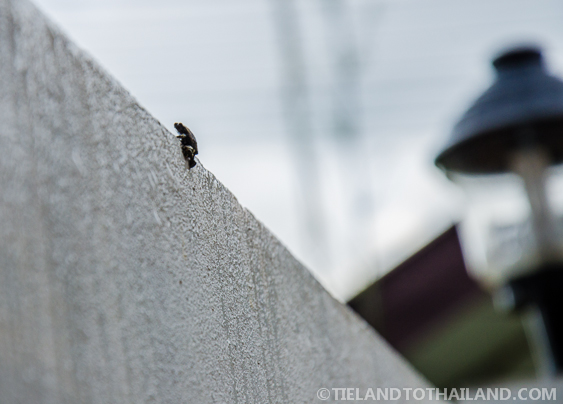 ¿Ranas en Tailandia? Esto es raro...