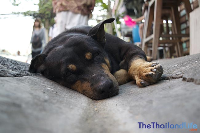Los perros Soi de Bangkok: una lucha por la supervivencia en las calles