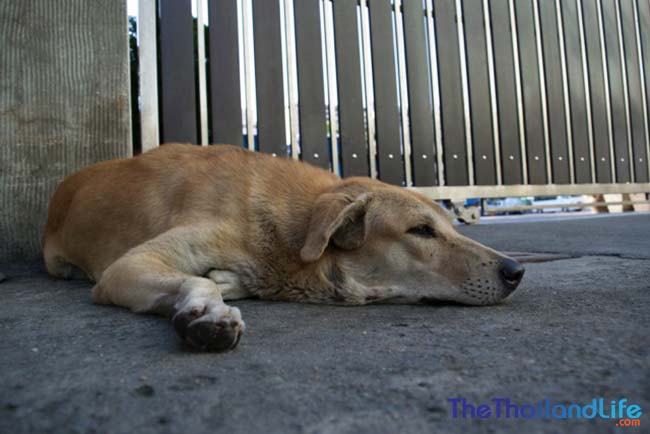 Los perros Soi de Bangkok: una lucha por la supervivencia en las calles