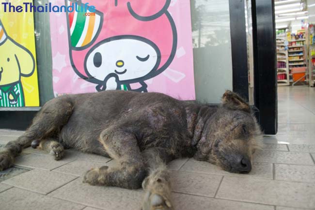 Los perros Soi de Bangkok: una lucha por la supervivencia en las calles