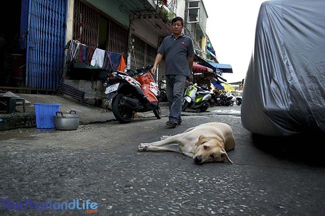 Los perros Soi de Bangkok: una lucha por la supervivencia en las calles