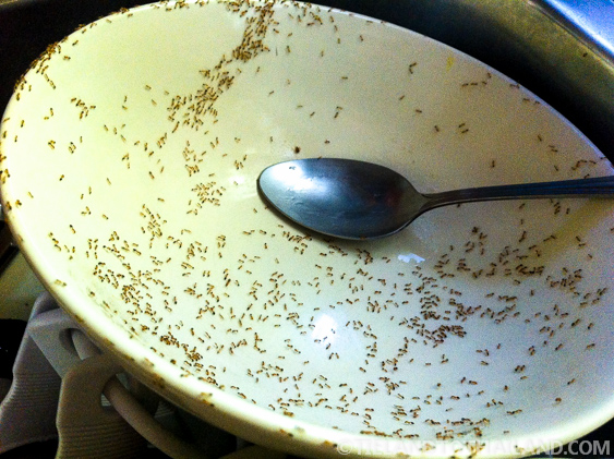 La lucha contra los escarabajos de Tailandia