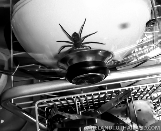 La lucha contra los escarabajos de Tailandia