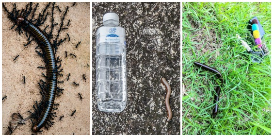 La lucha contra los escarabajos de Tailandia