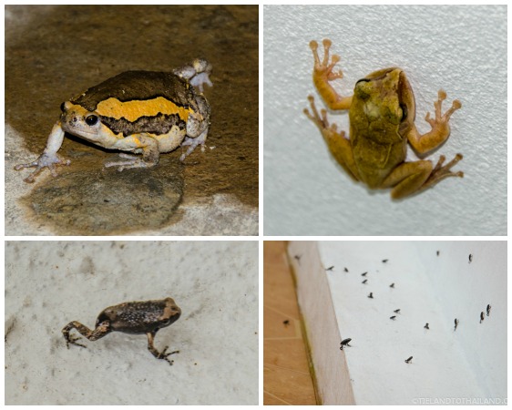 La lucha contra los escarabajos de Tailandia