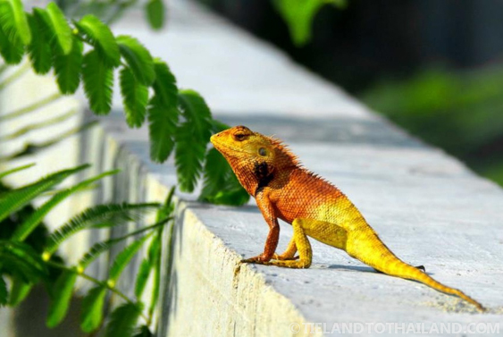 La lucha contra los escarabajos de Tailandia