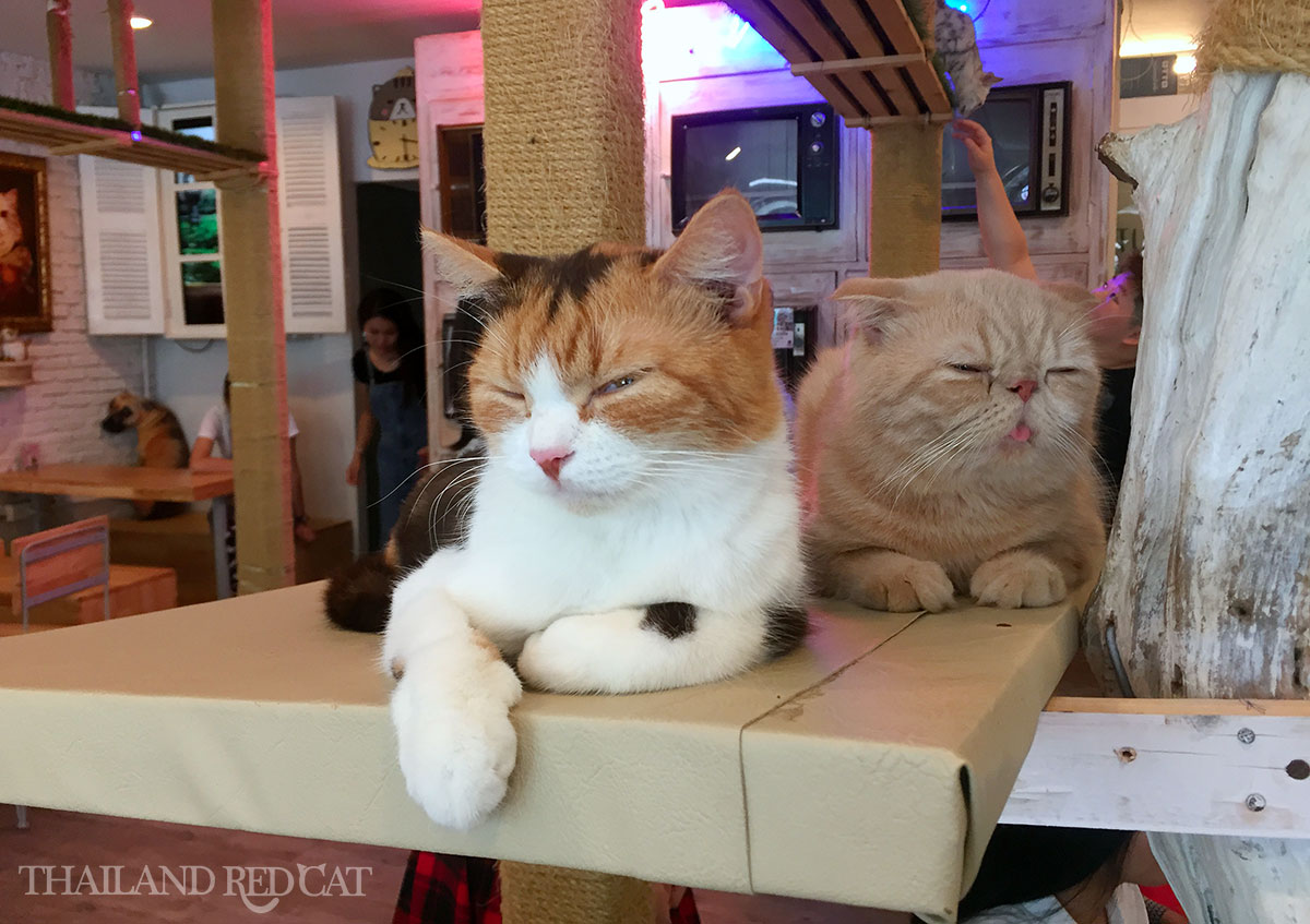 Los 3 mejores lugares para citas en Bangkok