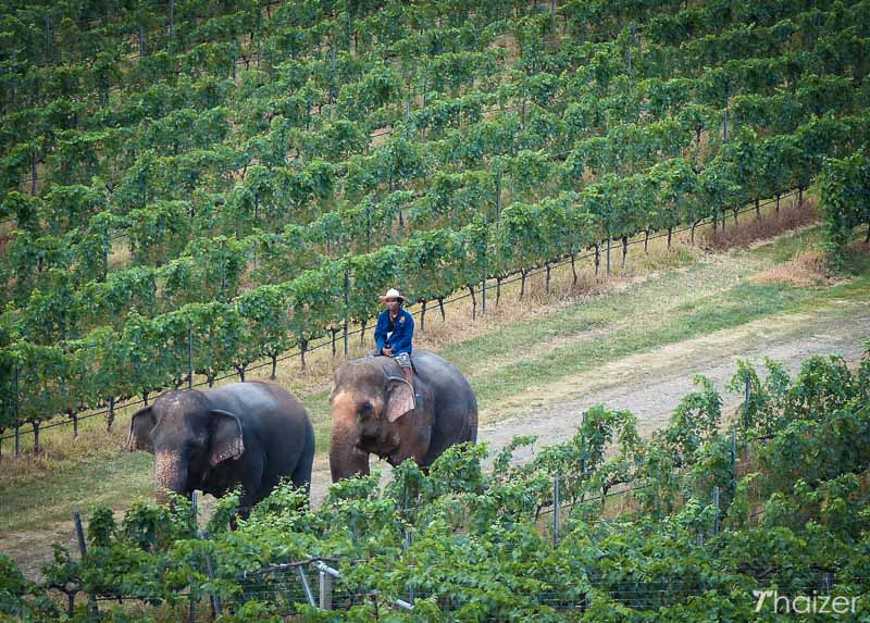 Viñedo Hua Hin Hills (Valle del Monzón) Viñedo Hua Hin Hills (Valle del Monzón)