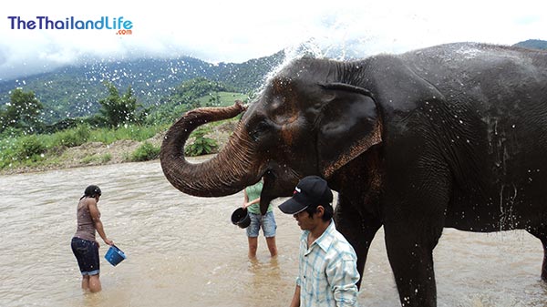 El destino del elefante asiático: una emotiva visita al Parque Natural de Elefantes en Chiang Mai