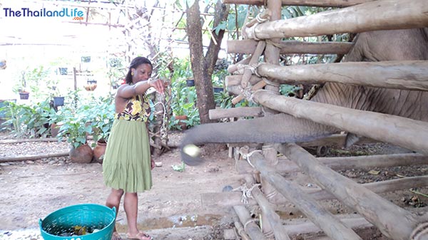 El destino del elefante asiático: una emotiva visita al Parque Natural de Elefantes en Chiang Mai