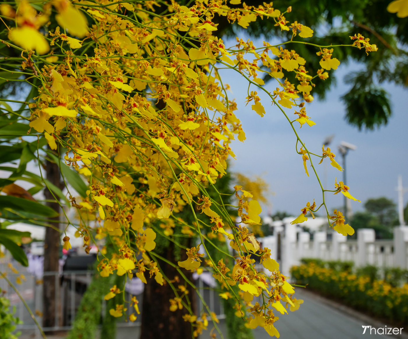 Tailandia da el último adiós a su padre real