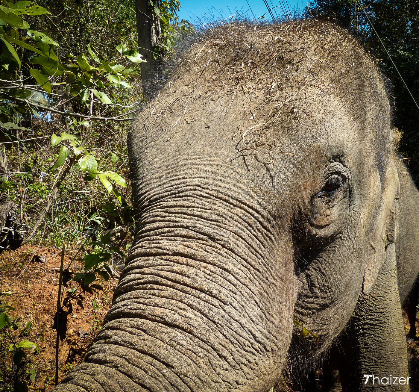 Visita a la Fundación Tong Bai Elephant, Chiang Mai.