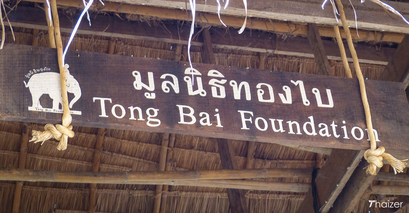 Visita a la Fundación Tong Bai Elephant, Chiang Mai.