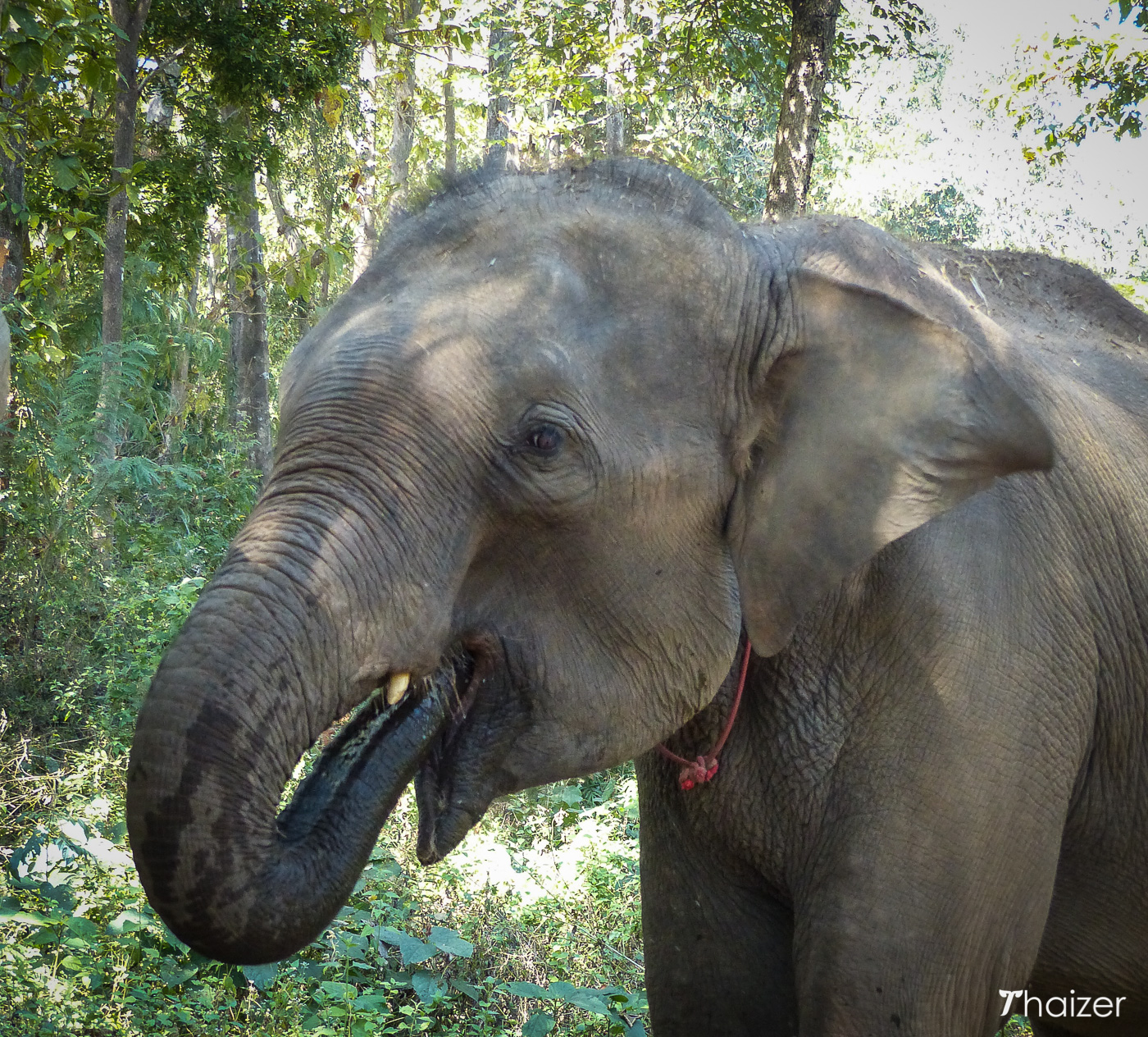 Visita a la Fundación Tong Bai Elephant, Chiang Mai.