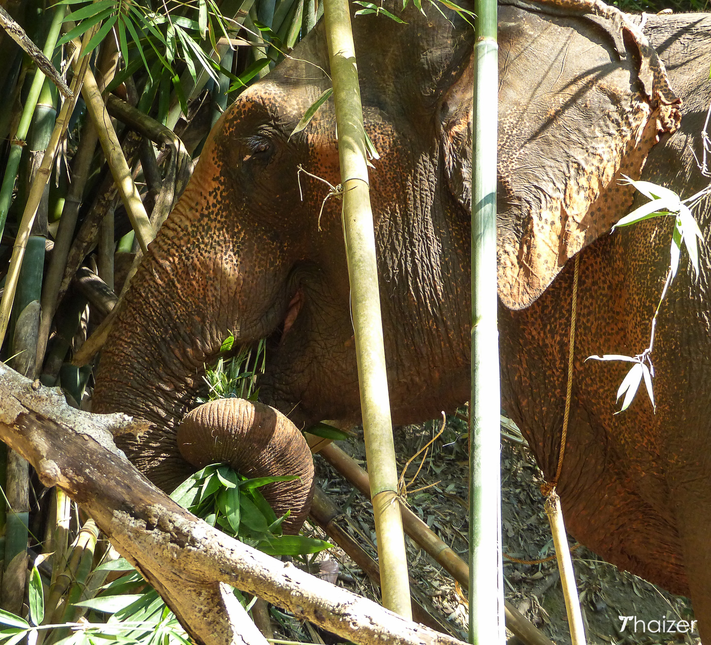 Visita a la Fundación Tong Bai Elephant, Chiang Mai.