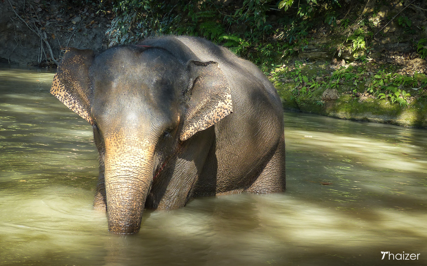 Visita a la Fundación Tong Bai Elephant, Chiang Mai.