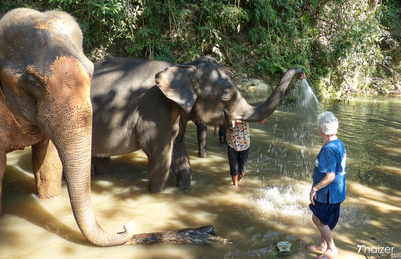 Visita a la Fundación Tong Bai Elephant, Chiang Mai.