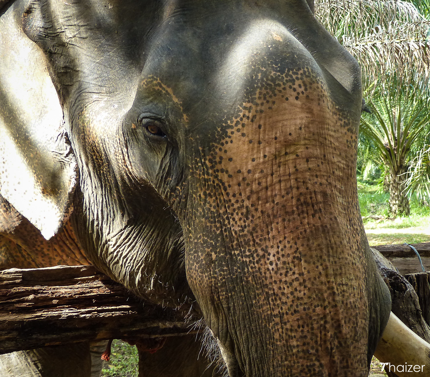 Encuentros éticos con elefantes en Khao Sok Encuentros éticos con elefantes en Khao Sok