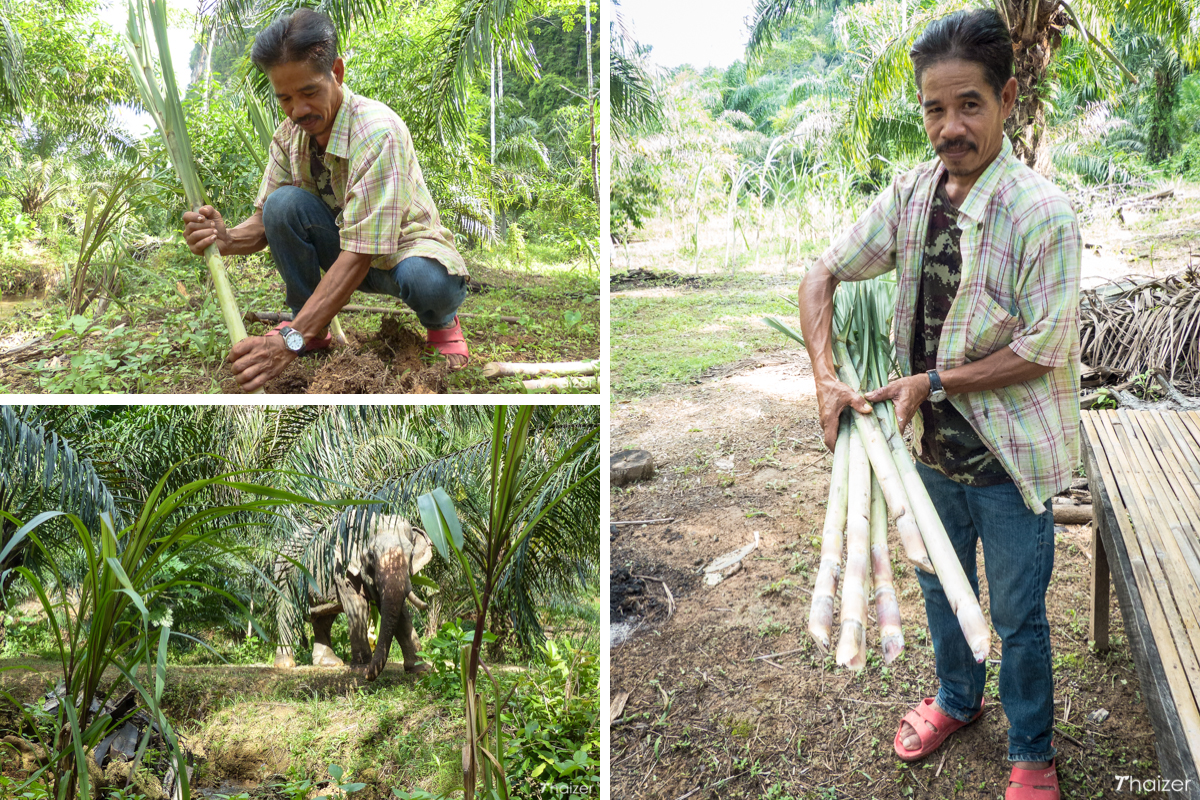 Encuentros éticos con elefantes en Khao Sok