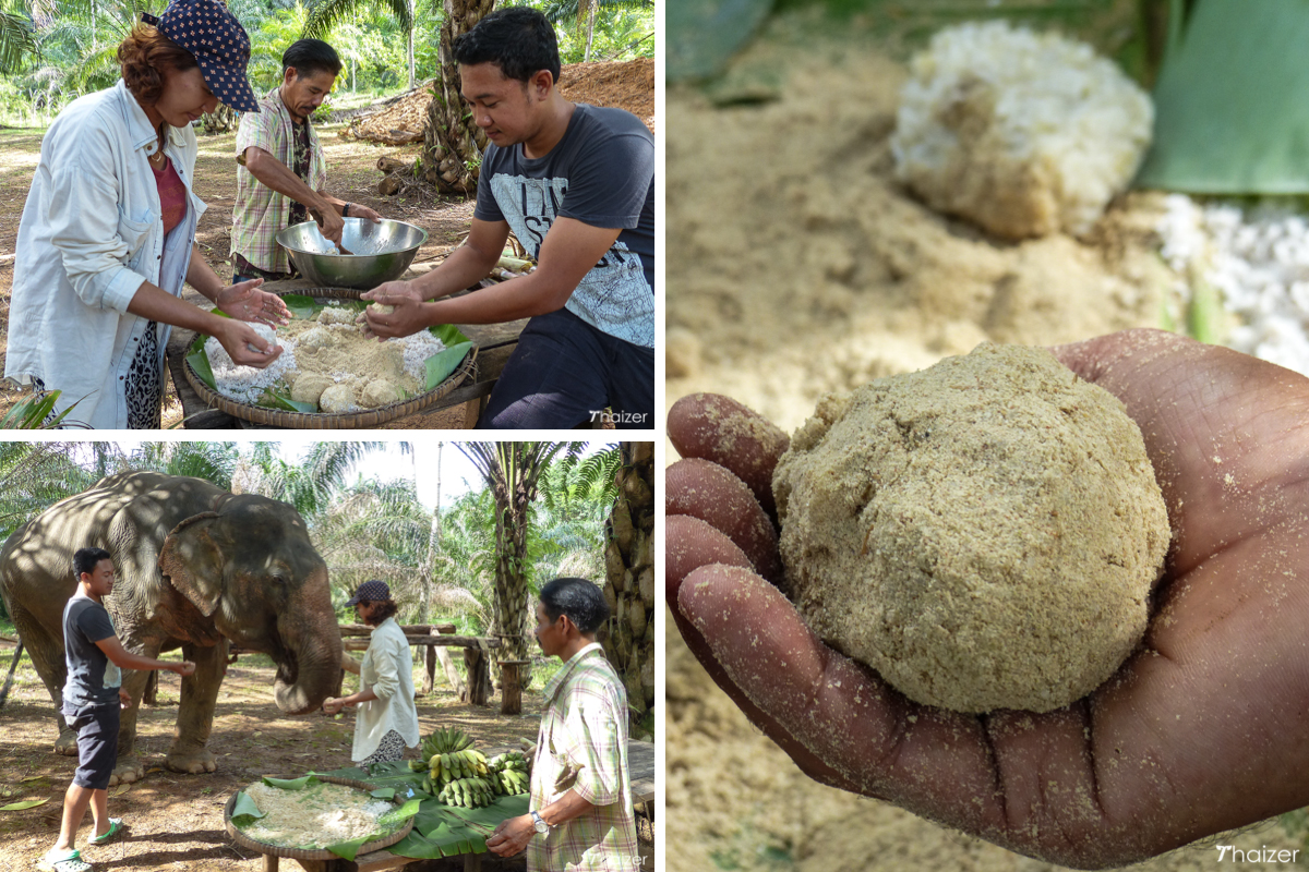 Encuentros éticos con elefantes en Khao Sok Encuentros éticos con elefantes en Khao Sok