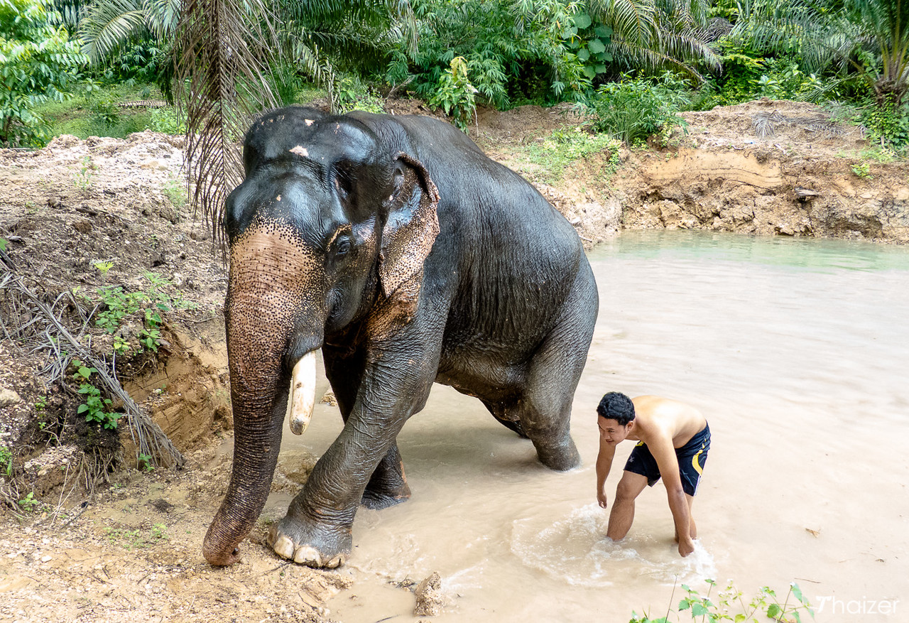 Encuentros éticos con elefantes en Khao Sok Encuentros éticos con elefantes en Khao Sok