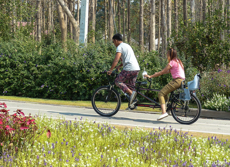 Parque Singha (Granja Boon Rawd), Chiang Rai