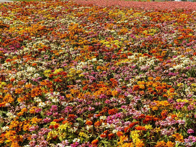 Parque Singha (Granja Boon Rawd), Chiang Rai