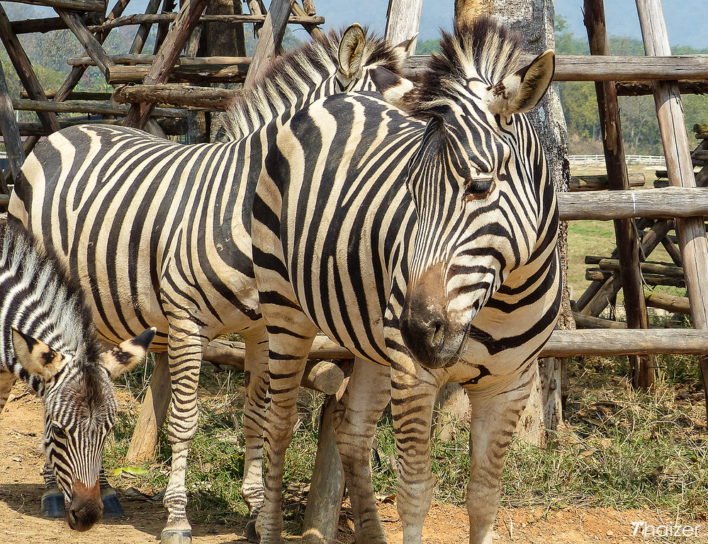 Parque Singha (Granja Boon Rawd), Chiang Rai