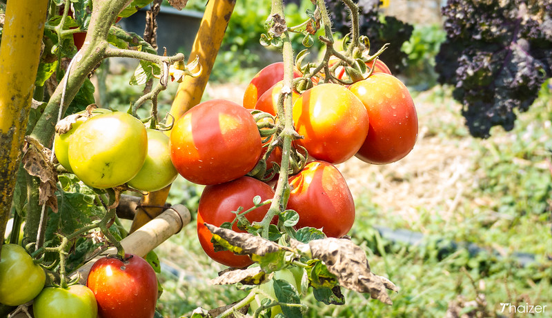 Parque Singha (Granja Boon Rawd), Chiang Rai