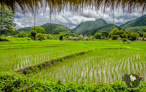 Requisitos de visa de turista tailandesa