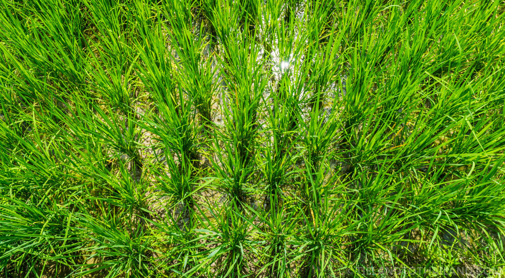 Café en los arrozales de Ban Tai Lue Café