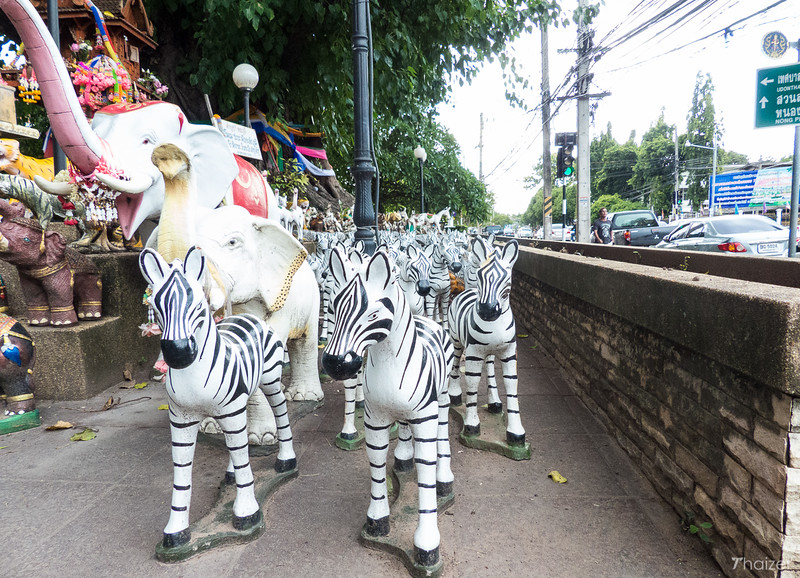 ¿Por qué hay cebras en los santuarios de Tailandia?