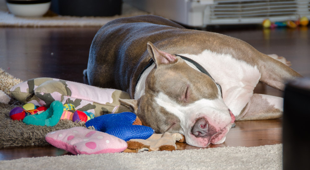Altibajos en la tenencia de mascotas en Tailandia Altibajos en la tenencia de mascotas en Tailandia
