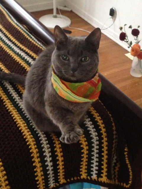 Altibajos en la tenencia de mascotas en Tailandia Altibajos en la tenencia de mascotas en Tailandia