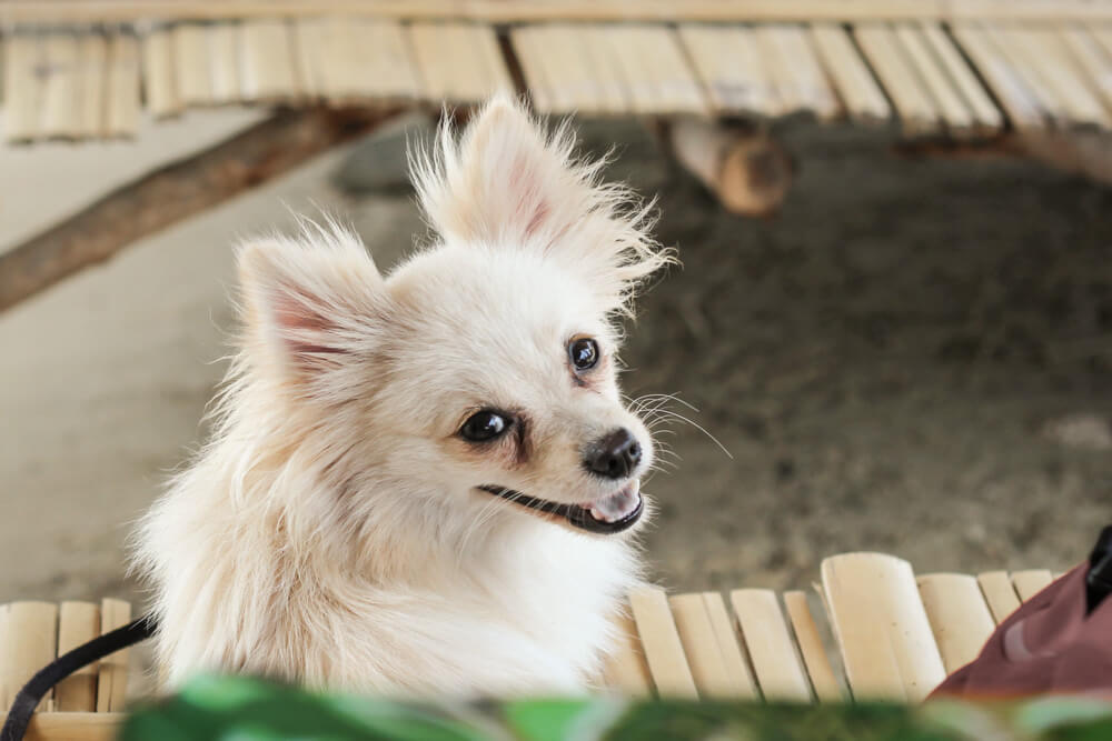 Altibajos en la tenencia de mascotas en Tailandia Altibajos en la tenencia de mascotas en Tailandia