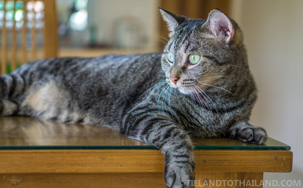 Altibajos en la tenencia de mascotas en Tailandia Altibajos en la tenencia de mascotas en Tailandia