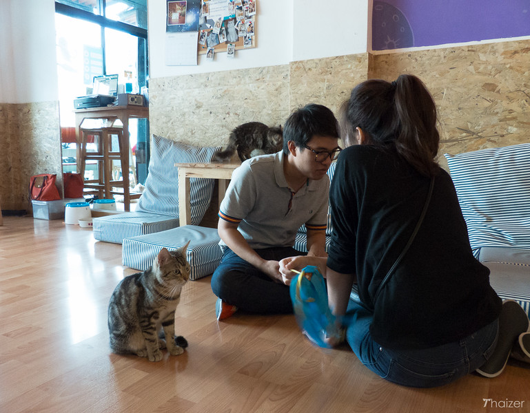 Encuentros cercanos con animales peludos en Catmosphere Cat Cafe, Chiang Mai