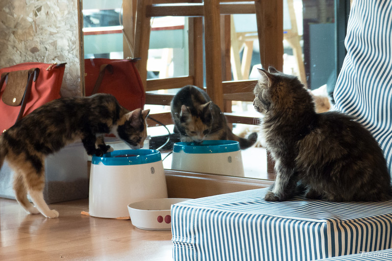Encuentros cercanos con animales peludos en Catmosphere Cat Cafe, Chiang Mai