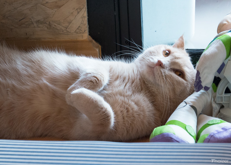 Encuentros cercanos con animales peludos en Catmosphere Cat Cafe, Chiang Mai