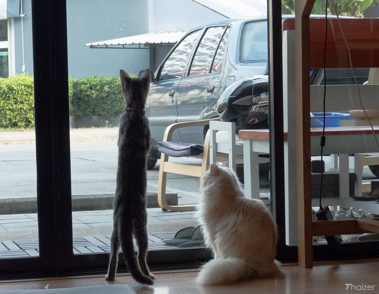 Encuentros cercanos con animales peludos en Catmosphere Cat Cafe, Chiang Mai