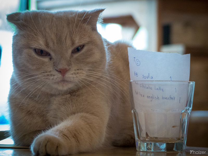 Encuentros cercanos con animales peludos en Catmosphere Cat Cafe, Chiang Mai