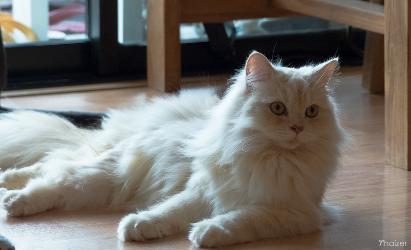 Encuentros cercanos con animales peludos en Catmosphere Cat Cafe, Chiang Mai