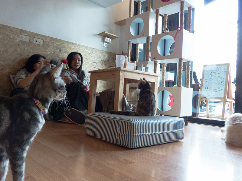 Encuentros cercanos con animales peludos en Catmosphere Cat Cafe, Chiang Mai