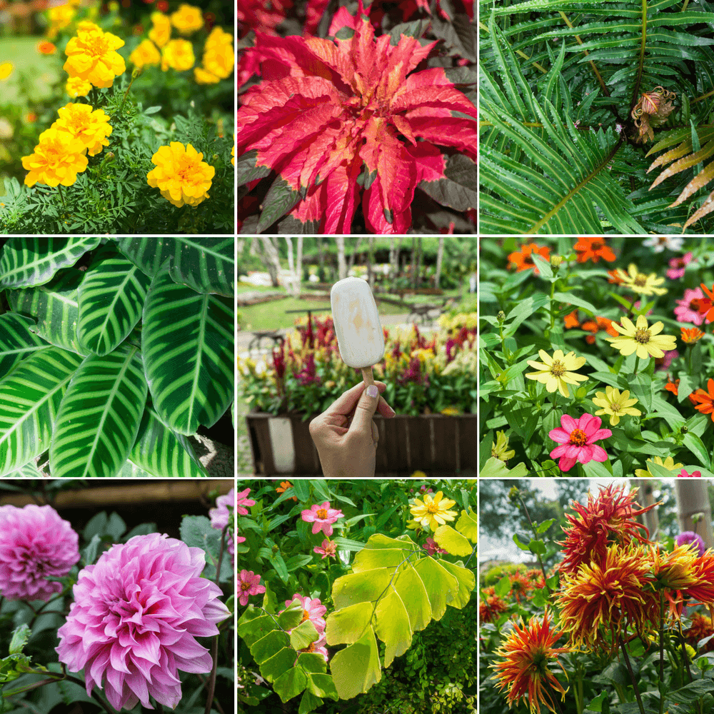 Doi Tung: jardín Mae Fah Luang y pasarela sobre las copas de los árboles