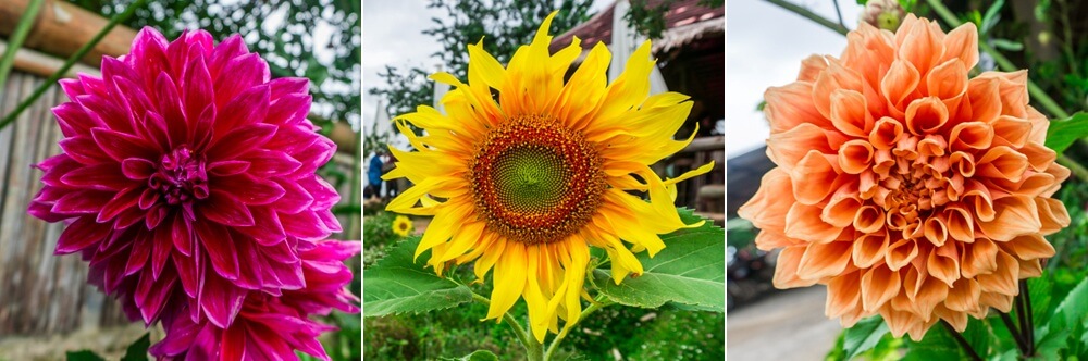 Breve escapada en Chiang Mai: excursión de un día a Mon Cham Breve escapada en Chiang Mai: excursión de un día a Mon Cham