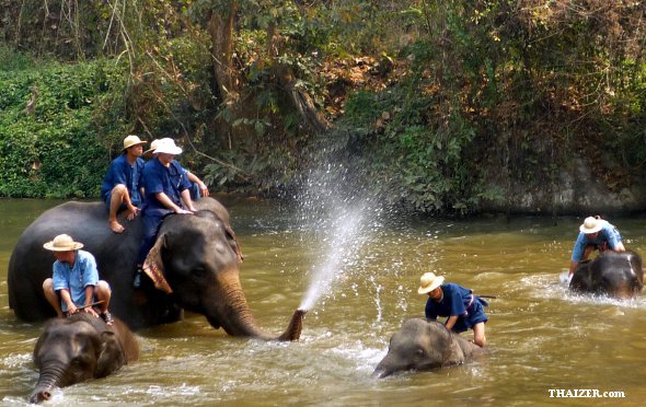 Centro de Conservación del Elefante Tailandés, Lampang (cerca de Chiang Mai) Centro de Conservación del Elefante Tailandés, Lampang (cerca de Chiang Mai)