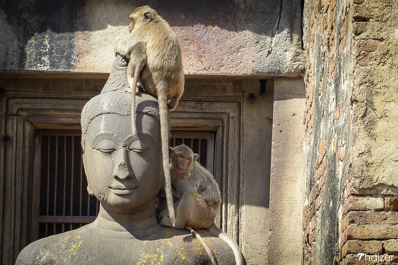 Festival del banquete de monos de Lopburi