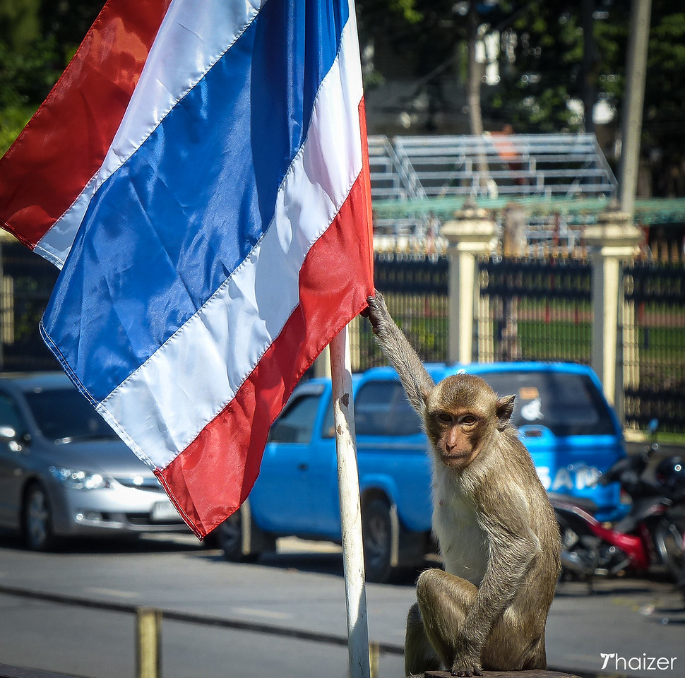 Festival del banquete de monos de Lopburi